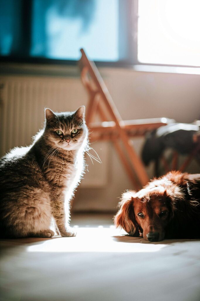 soin animal - communication animale